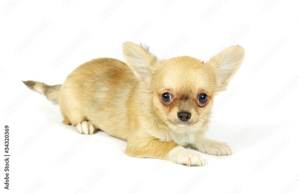 small chihuahua puppy small chihuahua puppy