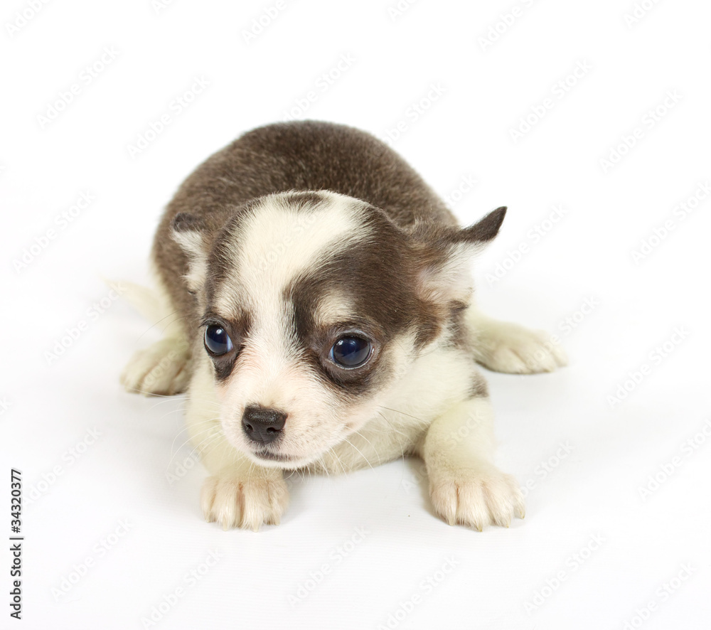 small chihuahua puppy small chihuahua puppy