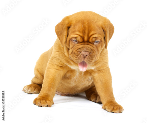 Fototapeta Naklejka Na Ścianę i Meble -  Bordeaux dog puppy