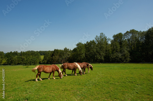 Grazing Horses © George