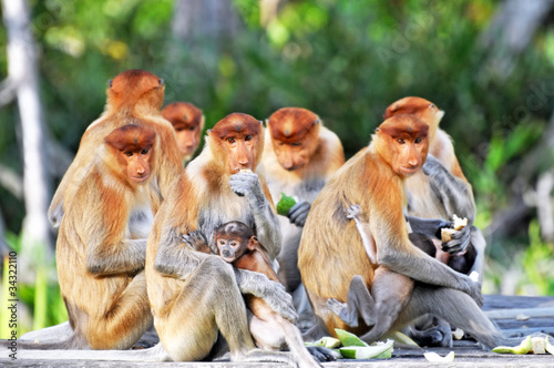 Photography Group of Proboscis Monkeys