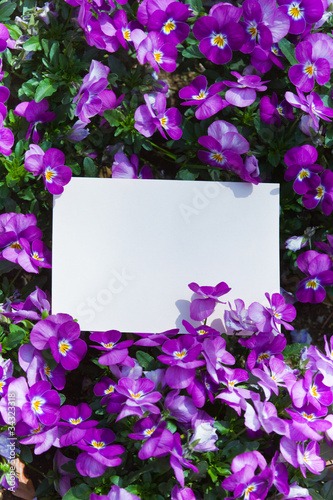 letter pansy _003