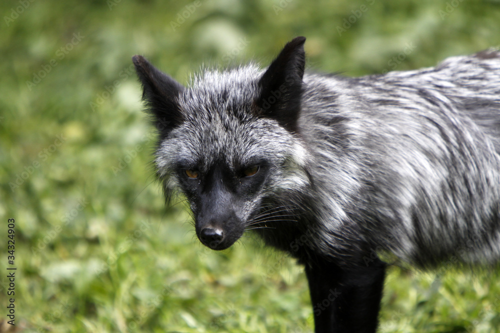 Silberfuchs Silberfuchs