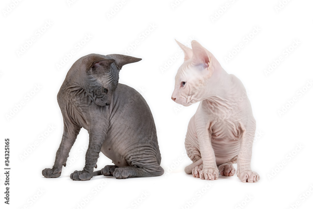Don Sphynx Kitten 18076 Don Sphynx Kitten 18076