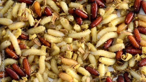 Worms