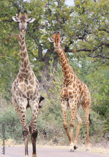 Giraffes in Kruger National Park  South Africa