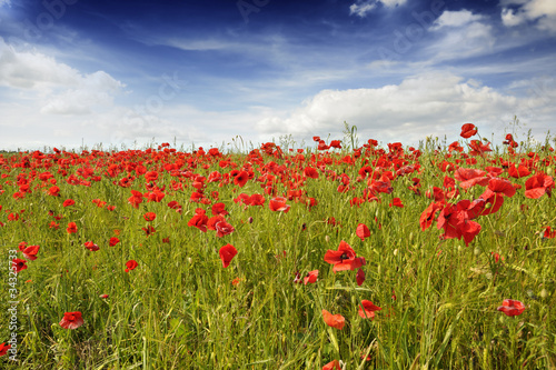 Fototapeta Naklejka Na Ścianę i Meble -  Poppies in barley field near Metzing