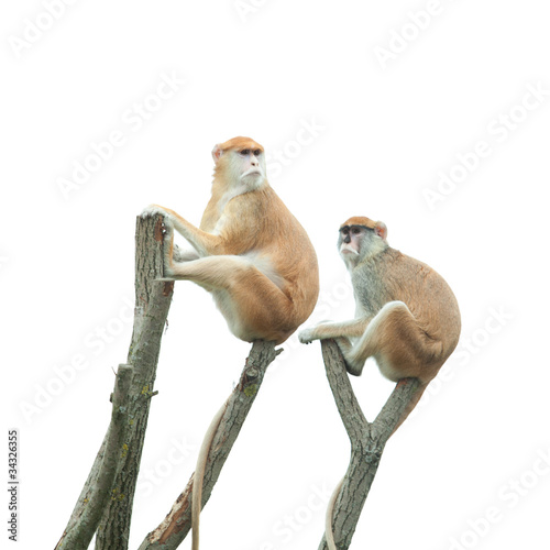 Fototapeta Naklejka Na Ścianę i Meble -  two monkeys sitting on tree