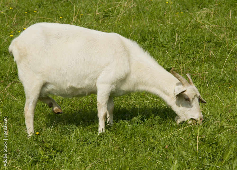 Goat Goat