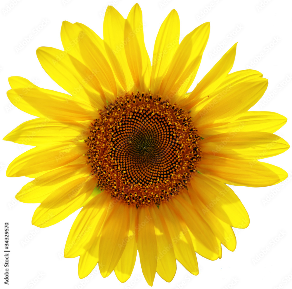 Fototapeta premium Sunflower