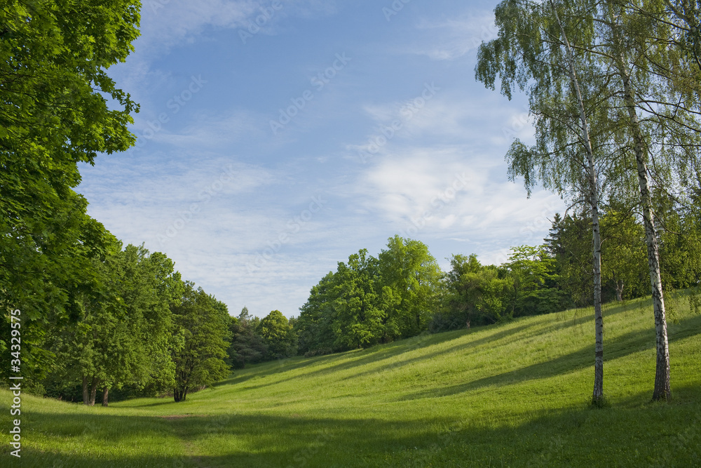 Glade in a Park