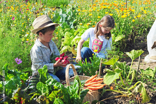 Kinder ernten im Garten