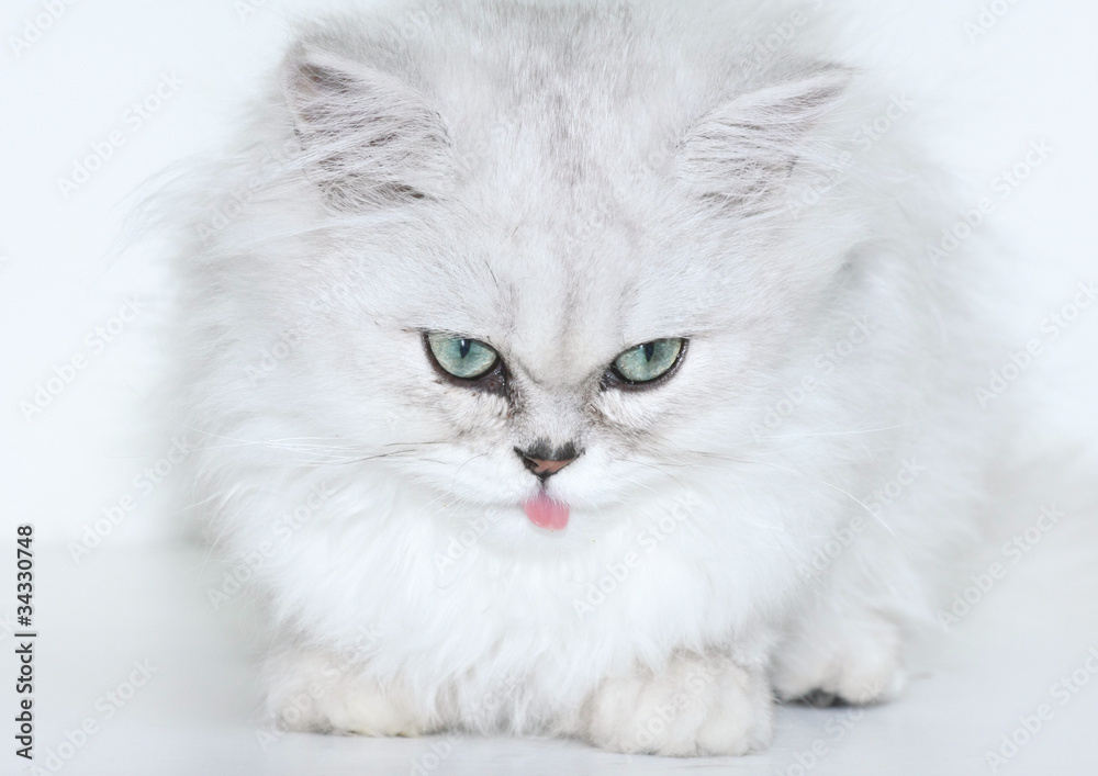 chaton persan chinchilla chaton persan chinchilla