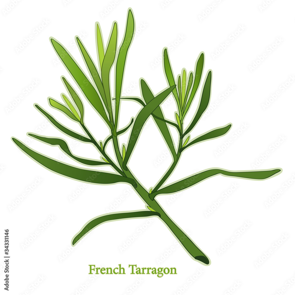 Fototapeta premium French Tarragon Herb