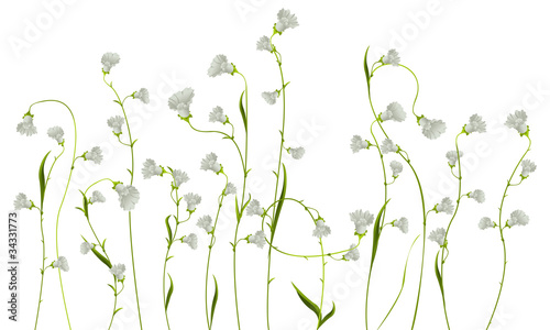 Flowers over white