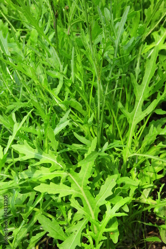 Rucola