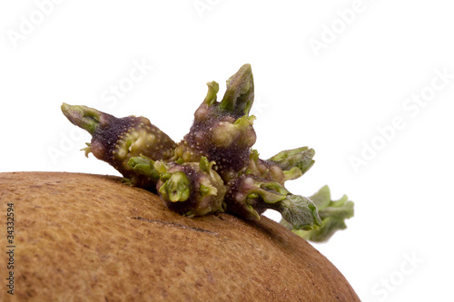 Potato Sprout