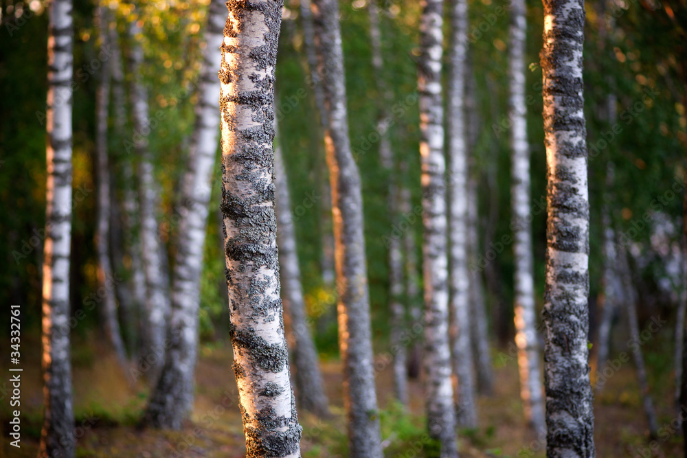 Obraz premium Birch trees