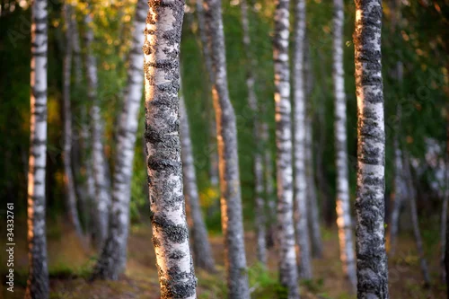 Fototapeta samoprzylepna brzozy