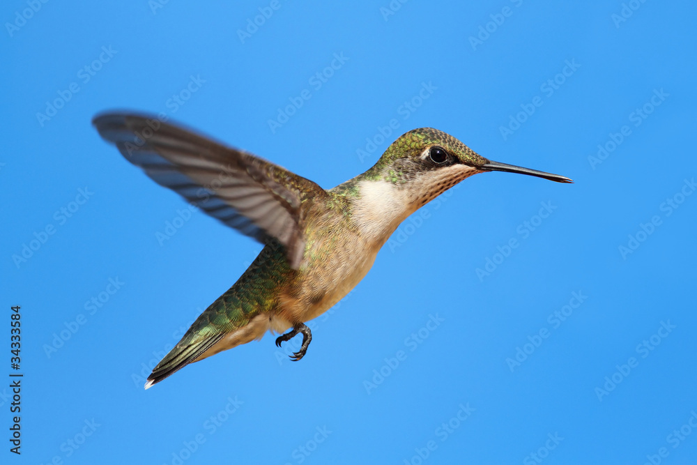 Juvenile Ruby-throated Hummingbird (archilochus colubris) Juvenile Ruby-throated Hummingbird (archilochus colubris)