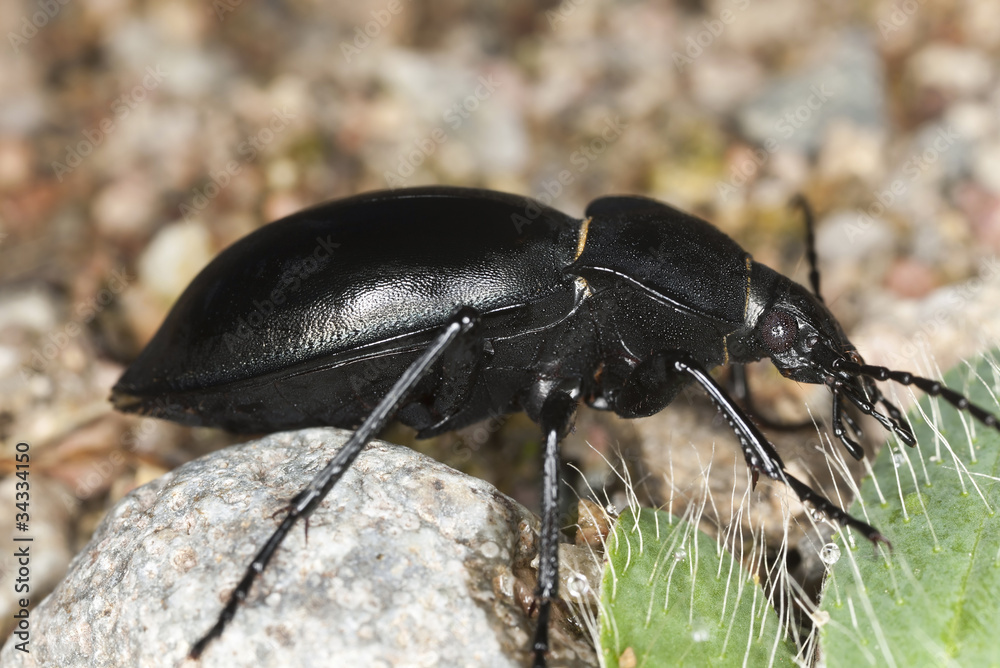 Carabus glabratus ground beetle Carabus glabratus ground beetle
