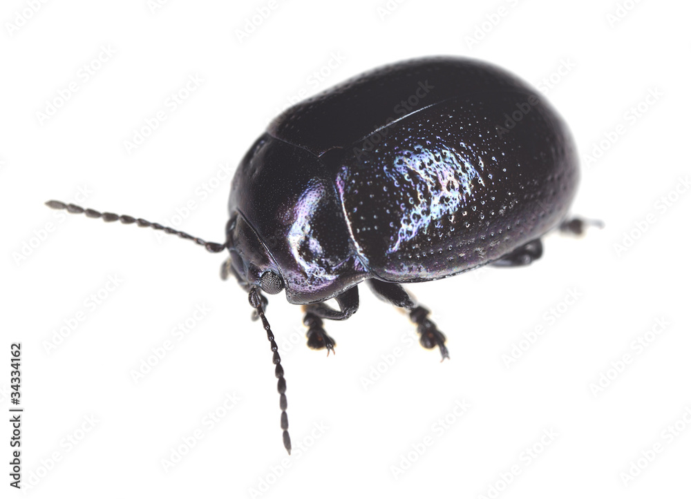 Leaf beetle (Chrysomelidae) isolated Leaf beetle (Chrysomelidae) isolated