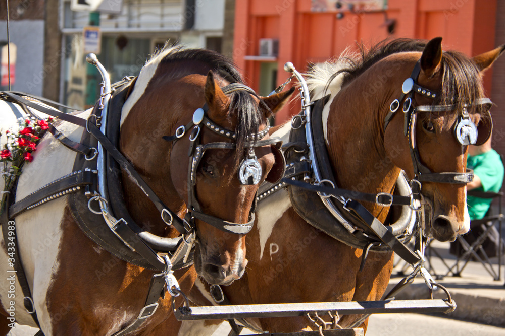 Two horses