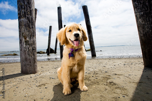 golden retriever puppy at the beach