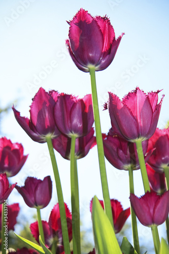 Crimson tulips on blue sky