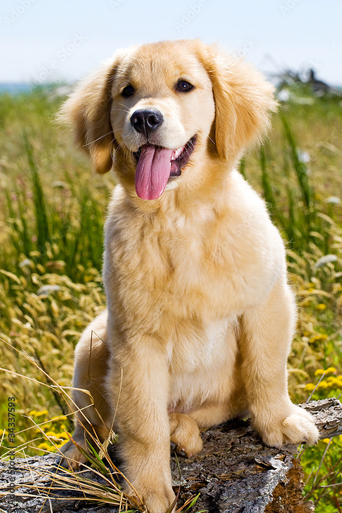 Golden Retriever Puppy with tongue hanging out Golden Retriever Puppy with tongue hanging out