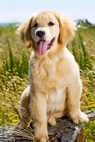 Golden Retriever Puppy with tongue hanging out