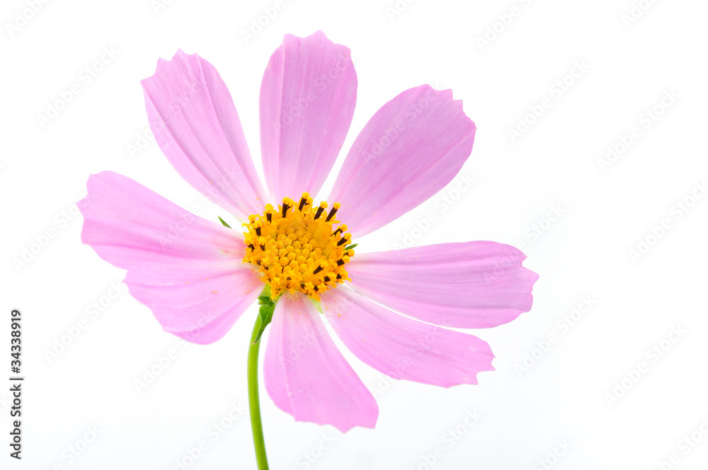 pink cosmos flower isolated on white