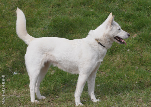 KOREA JINDO