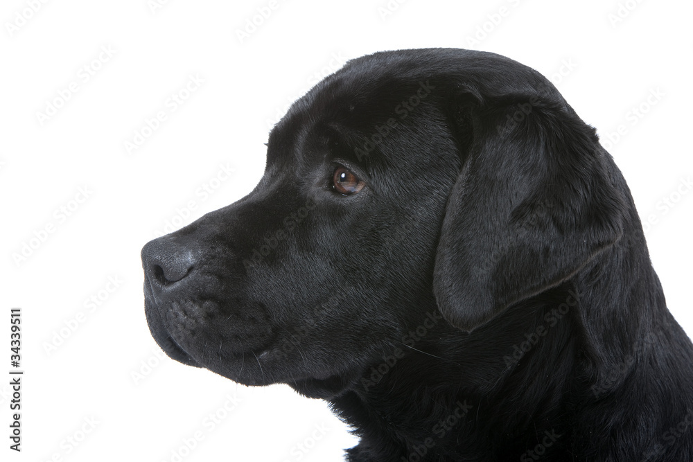 tête de profil du labrador noir tête de profil du labrador noir
