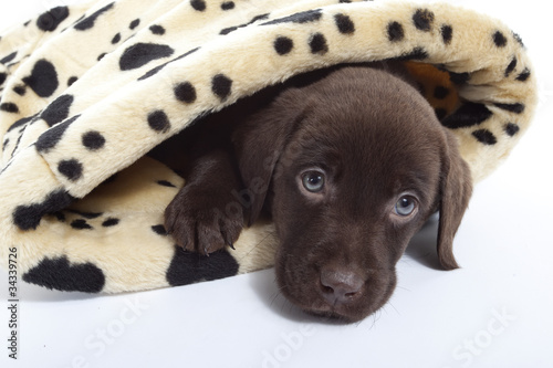 Fototapeta Naklejka Na Ścianę i Meble -  jeune labrador chocolat aux yeux bleus sous la couette