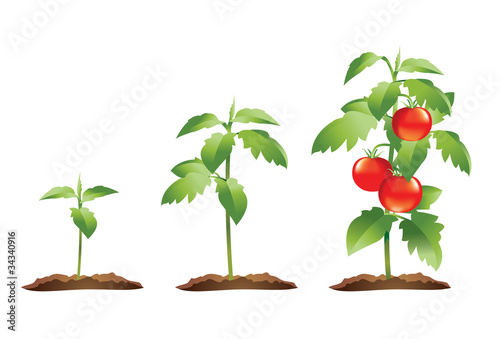 Tomato plant growth cycle photo
