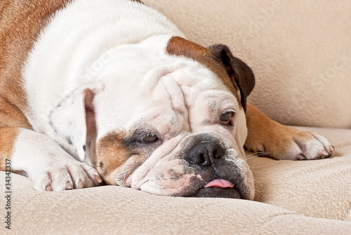 Sad English bulldog lying on a sofa