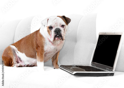 English bulldog sitting a couch with notebook © Andrii Muzyka