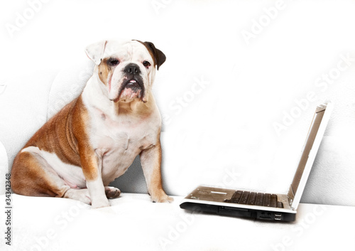 English bulldog sitting a couch with notebook