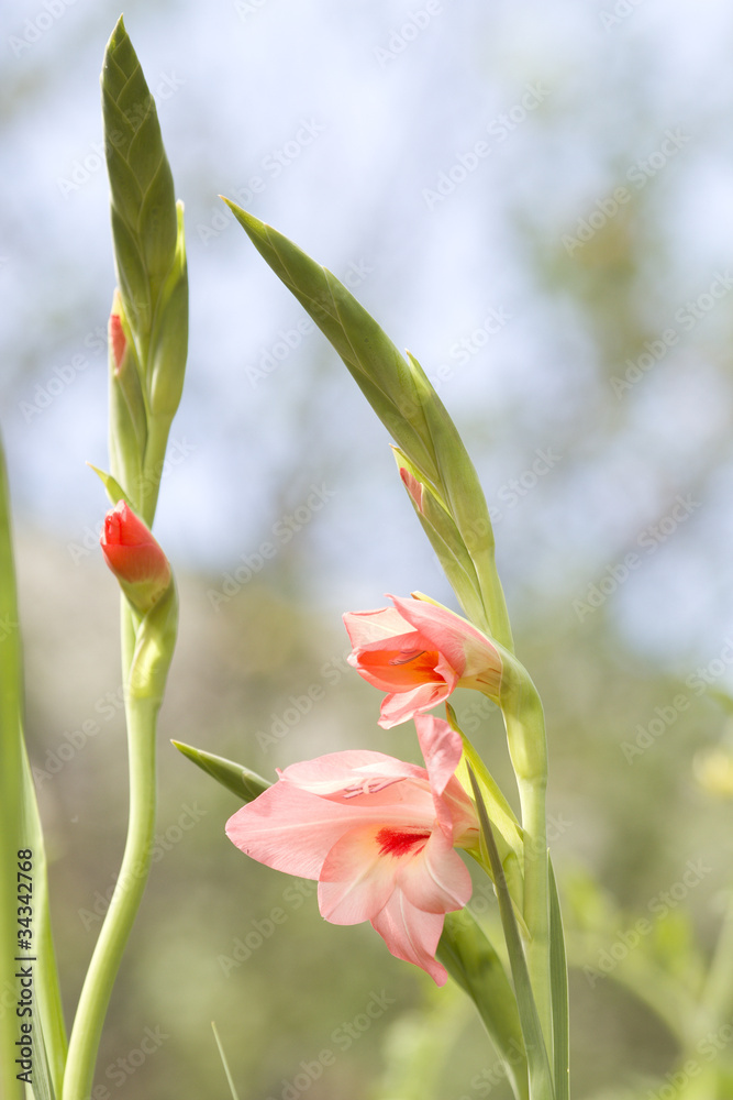 Fotografie Petals pink gladiolus flower