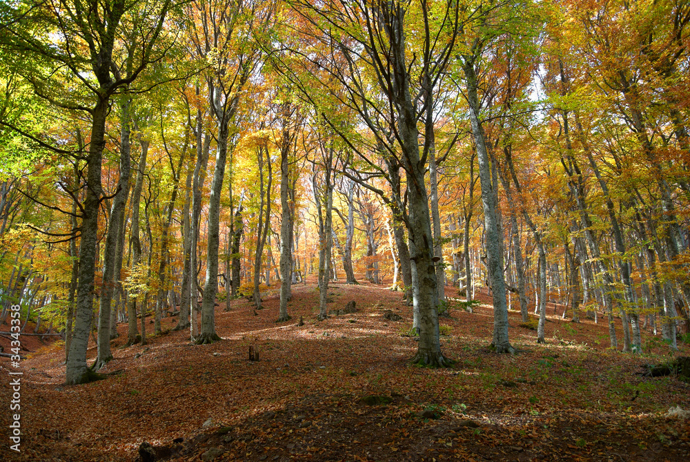 Naklejka premium Autumn forest