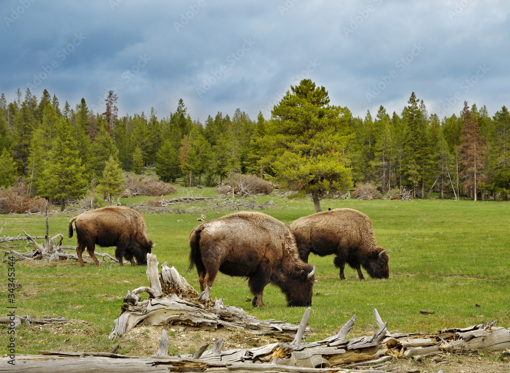 mountain valley with bisons and forest