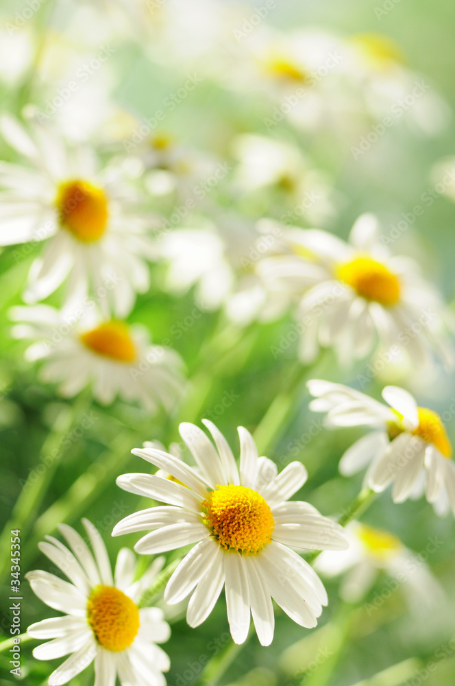 Fototapeta premium daisy