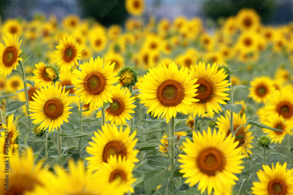 Sunflower / Summer Flower in JAPAN