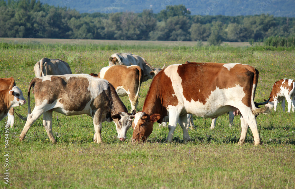 cows in pasture