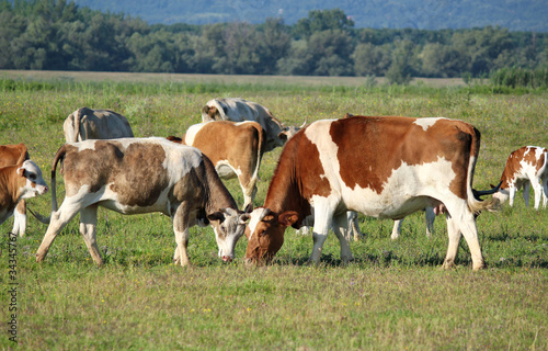 cows in pasture © goce risteski
