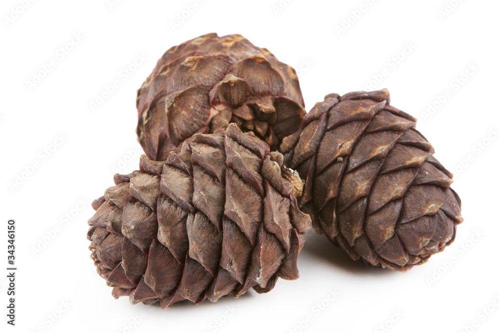 Three cedar cones on a white background Three cedar cones on a white background
