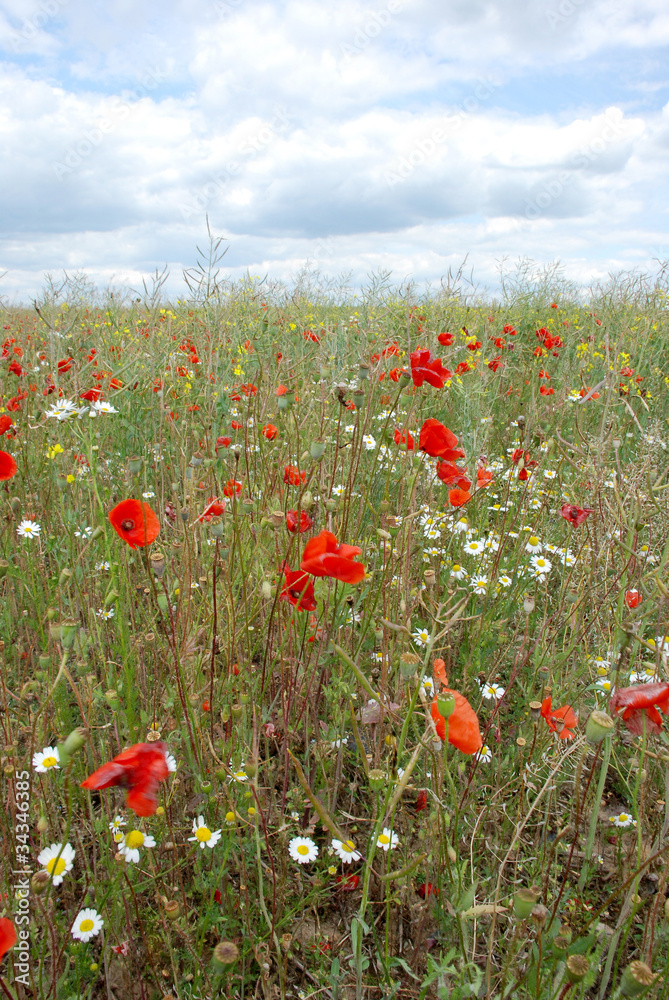 Summer meadow with daisies and poppies