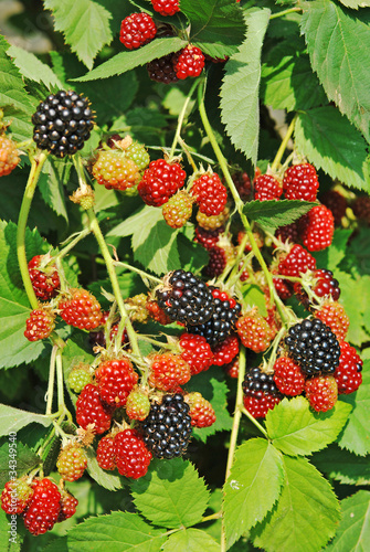 Branches with blackberry, background