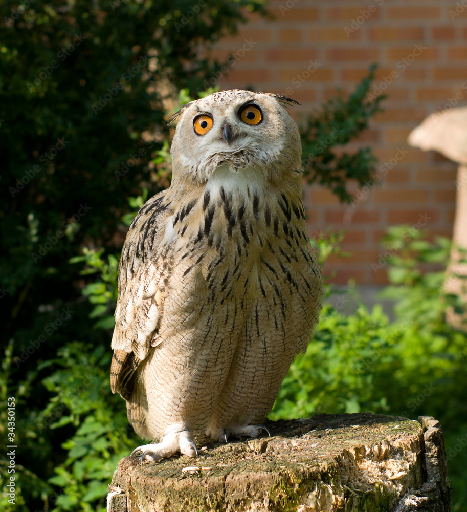 Fototapeta premium The Eurasian Eagle-owl (Bubo bubo)
